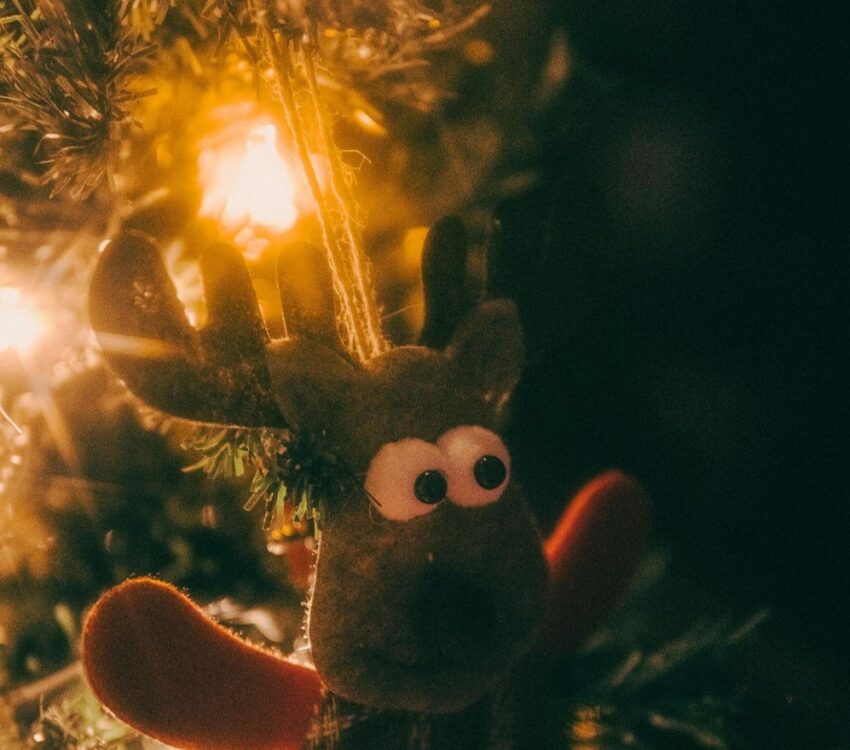 Choosing the Perfect Christmas Tree for Your Family